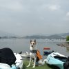 【生態遊Eco Tour】船灣獨木舟生態體驗 | 毛孩專享團 ! Pet Friendly Kayak Eco Tour in Tai Mei Tuk - Image 2