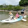 【生態遊Eco Tour】船灣獨木舟生態體驗 | 毛孩專享團 ! Pet Friendly Kayak Eco Tour in Tai Mei Tuk - Image 4