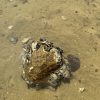 【生態ECO ENCOUNTER】船灣生態探索 獨木舟水上單車二合一  Plover Cover Tour by Kayak and Water bike - Image 8